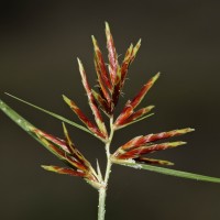 <i>Cyperus bulbosus</i>  Vahl